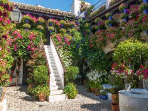 Patios de Córdoba Tour