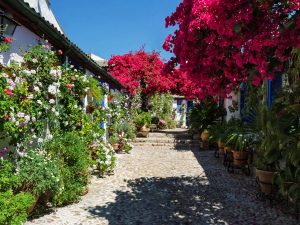 Patios de Córdoba Tour